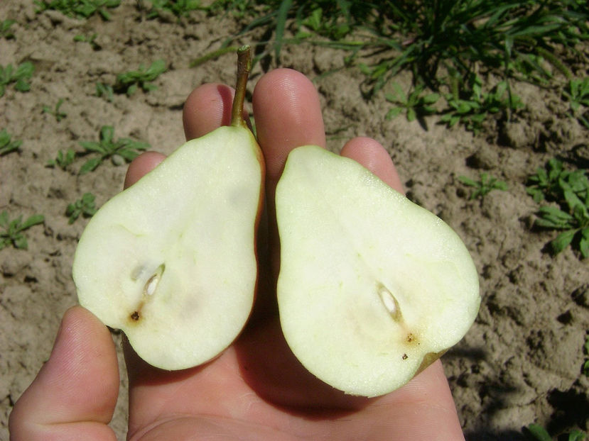 Pere Argessis 9 - Par Argessis