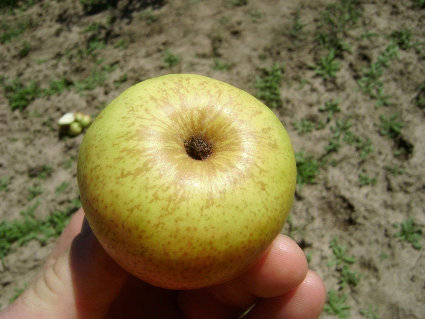 Pere Argessis 8 - Par Argessis