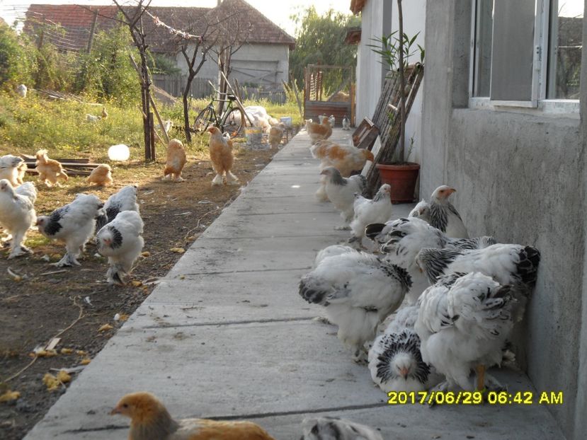SAM_2755 - BRAHMA HERMINAT DESCHIS