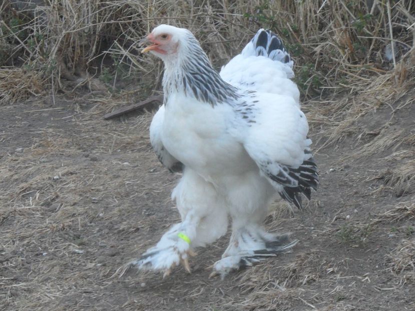SAM_4039 - BRAHMA HERMINAT DESCHIS