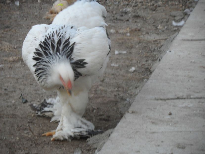 SAM_4040 - BRAHMA HERMINAT DESCHIS