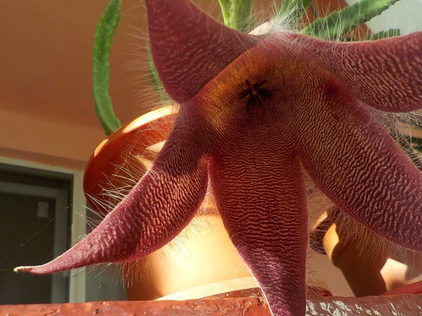 - Genul Stapeliade