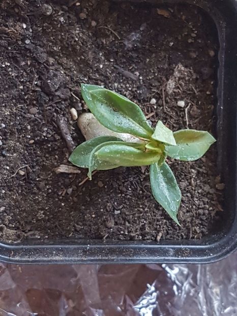 Pachipodium succulentum-are varful indoit de tot, sper sa-si revina - Achizitii 2017