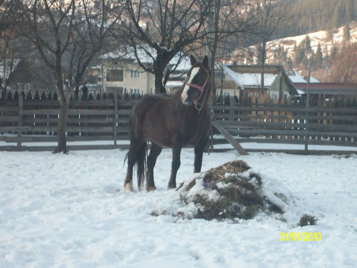 iapa ciocolatie - iapa ciocolatie