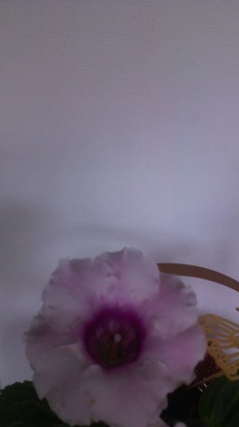 2.08.017 - 1GLOXINIA- 2017