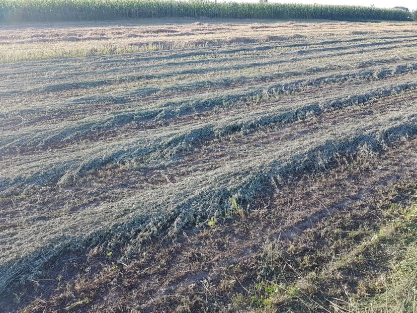 01.08.2017 - 0---------------ADAPOST BALOTI