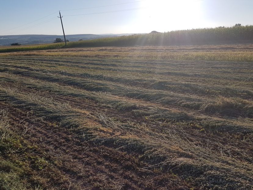 coasa a-3a cca. 60 baloti - 0---------------ADAPOST BALOTI