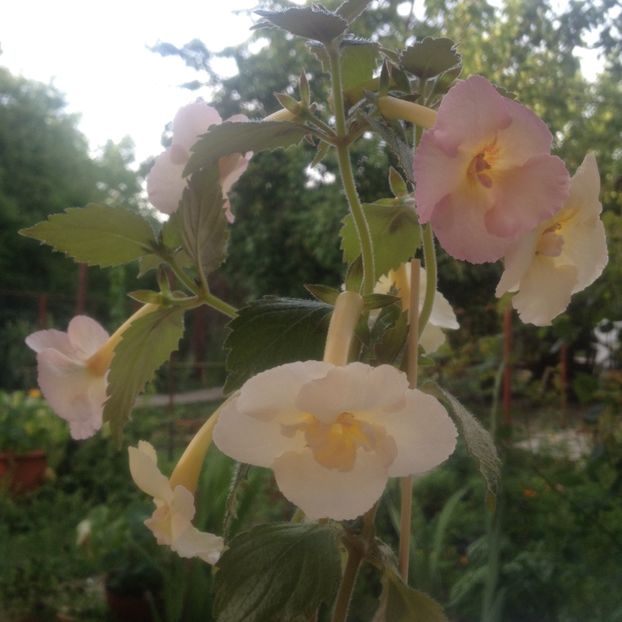 image - Achimenes 2017