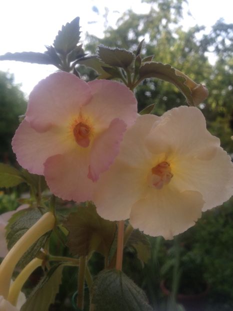 image - Achimenes 2017