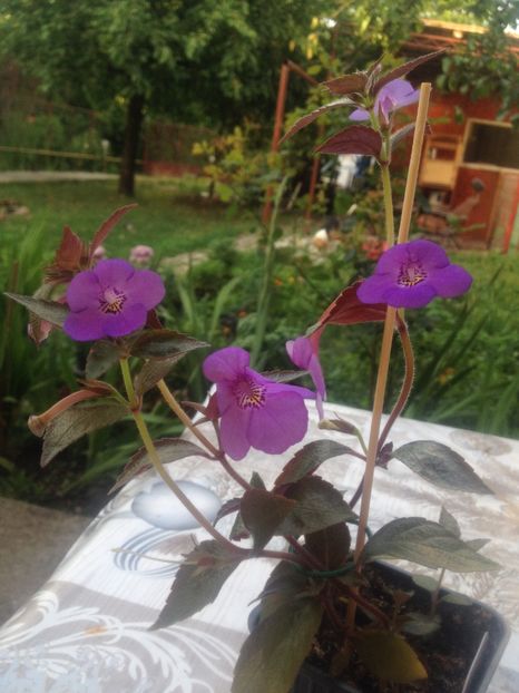 image - Achimenes 2017