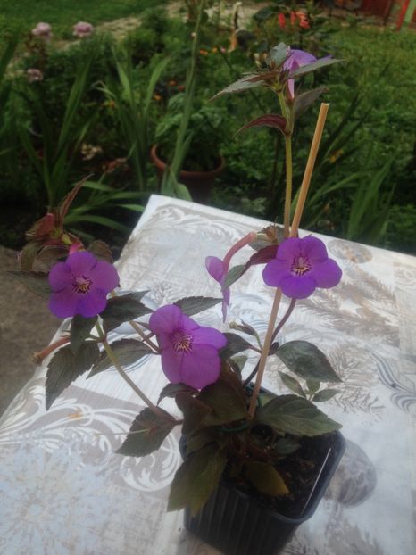 image - Achimenes 2017