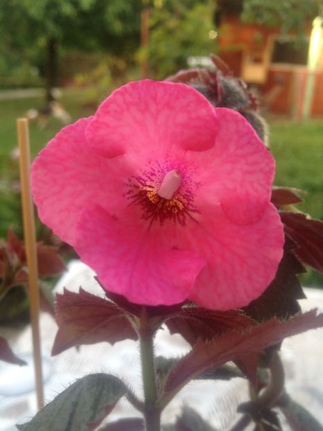 image - Achimenes 2017