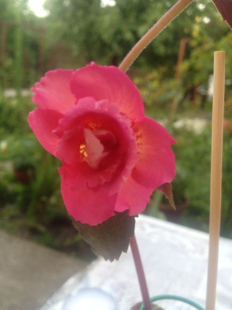 image - Achimenes 2017