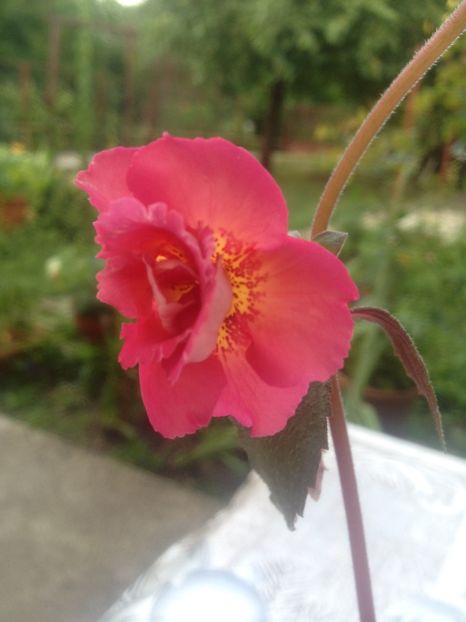 image - Achimenes 2017