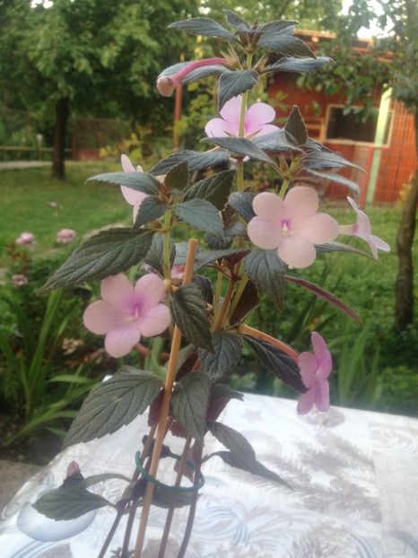 image - Achimenes 2017