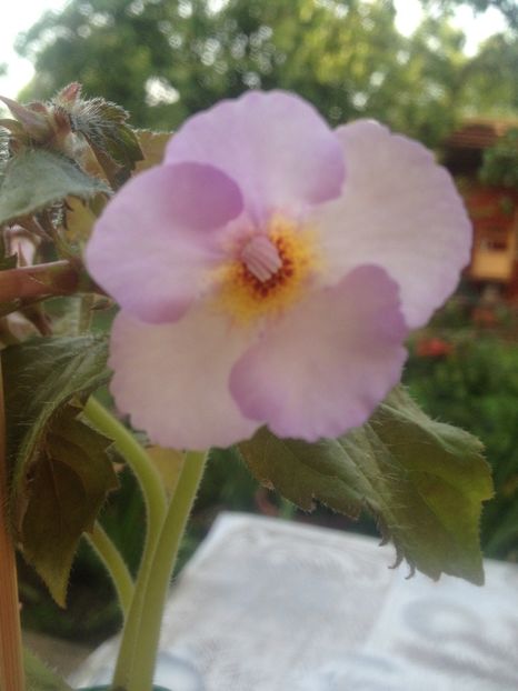 image - Achimenes 2017