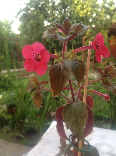 image - Achimenes 2017