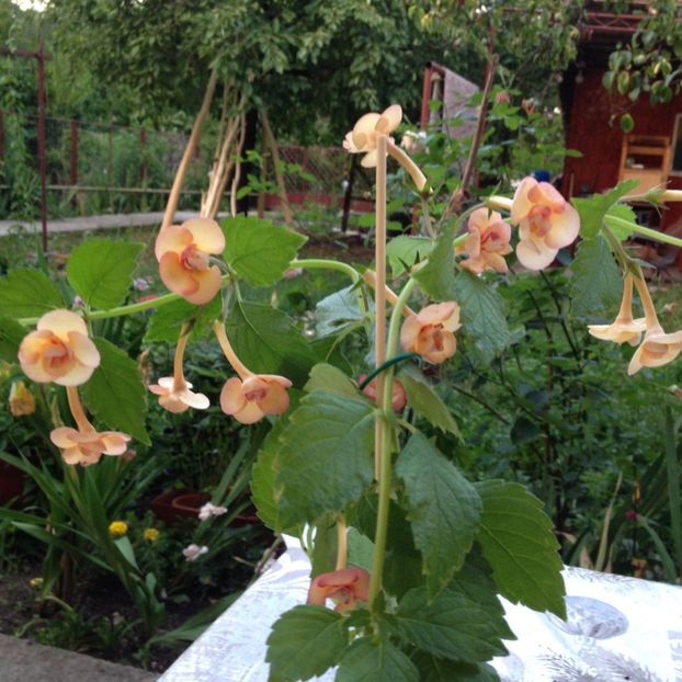 Peach Orchard - Achimenes 2017