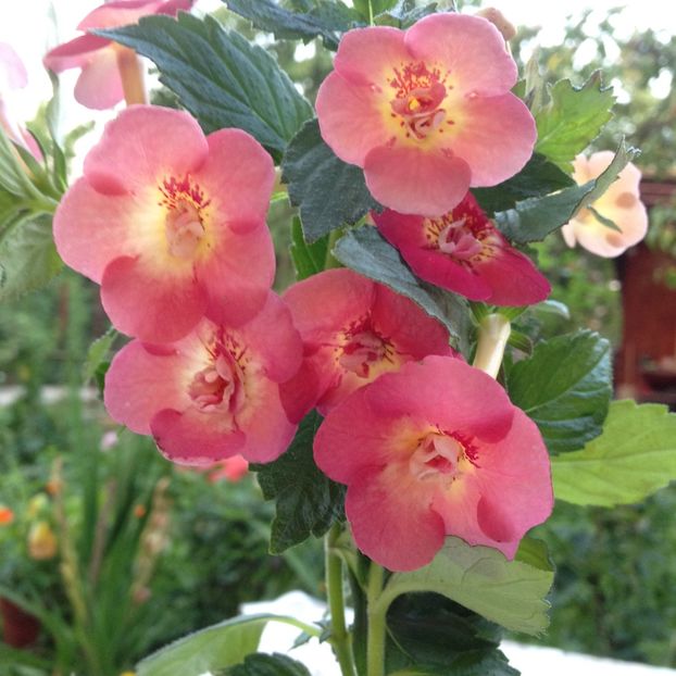 Serge Saliba - Achimenes 2017