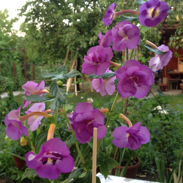 Venice - Achimenes 2017