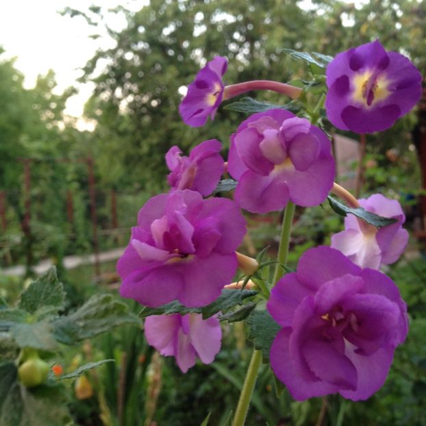 Venice - Achimenes 2017