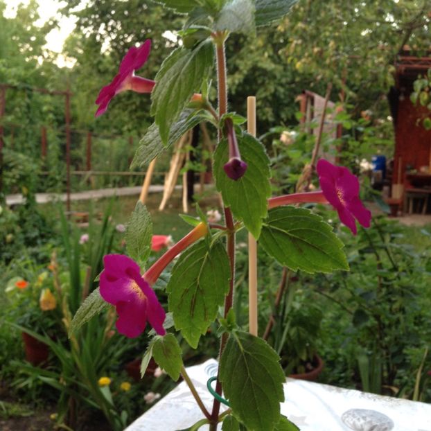 Claret - Achimenes 2017