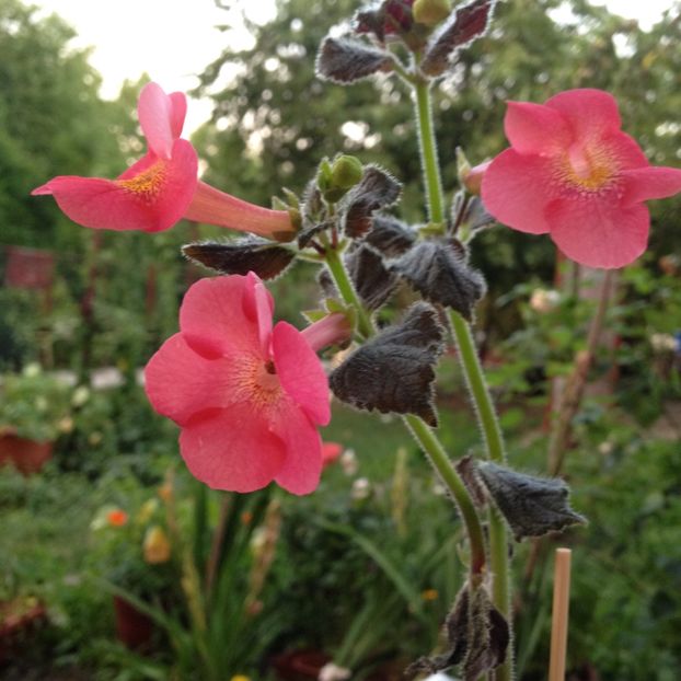 Aquarius - Achimenes 2017