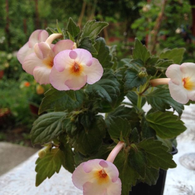 Van Gogh - Achimenes 2017