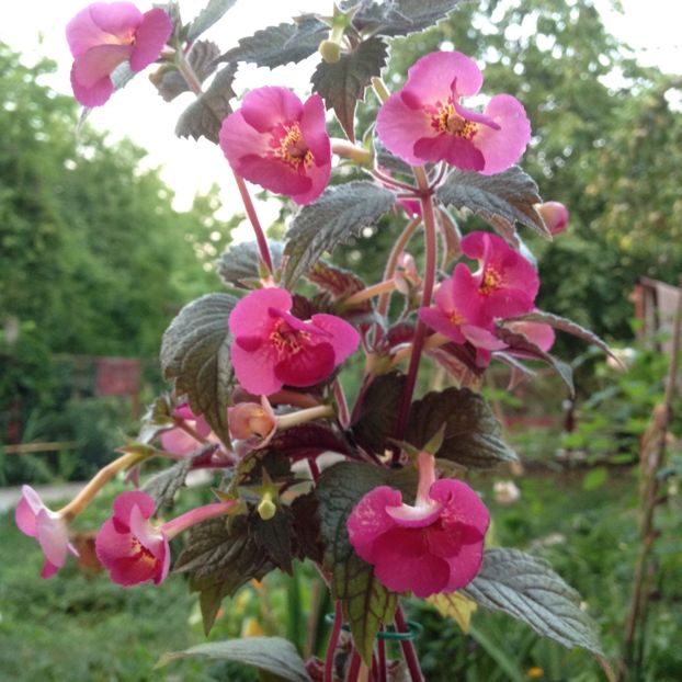 Hard  to get - Achimenes 2017