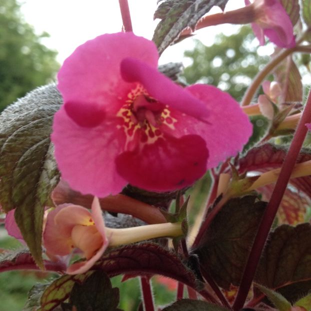 Hard to get - Achimenes 2017