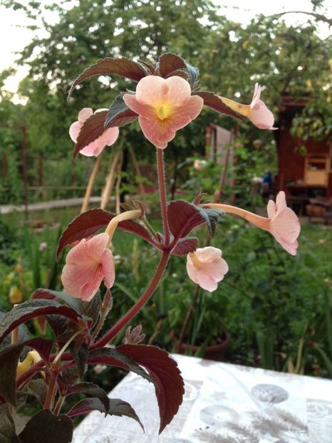 Teracotta - Achimenes 2017