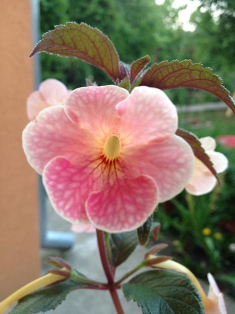 Teracotta - Achimenes 2017