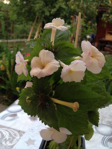 Cote D'Ivoire - Achimenes 2017