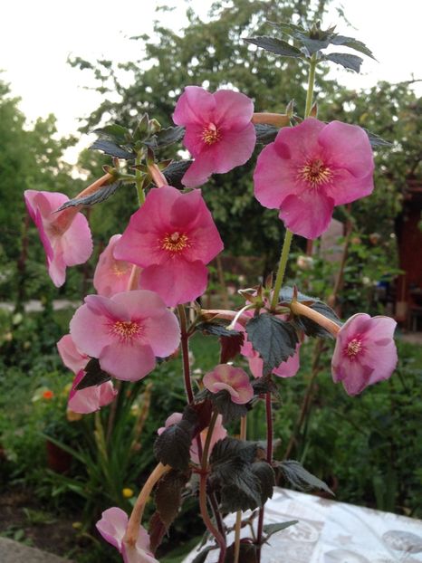 Nocturne - Achimenes 2017