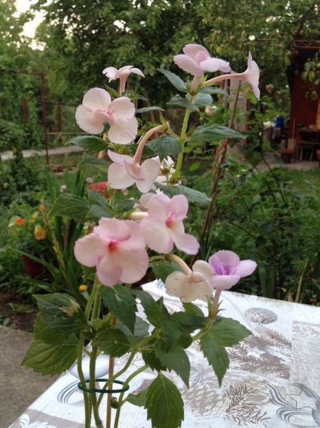 Wedding Day - Achimenes 2017