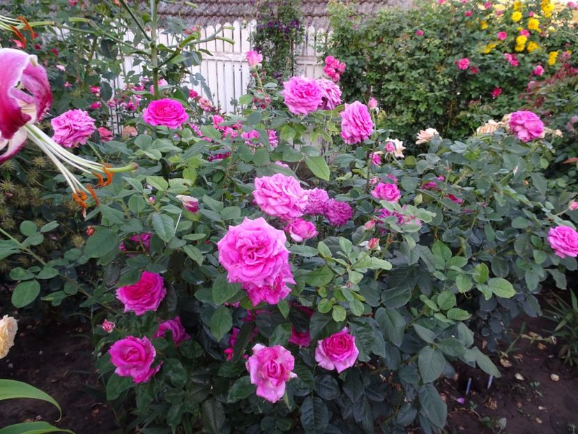  - Chartreuse de Parme