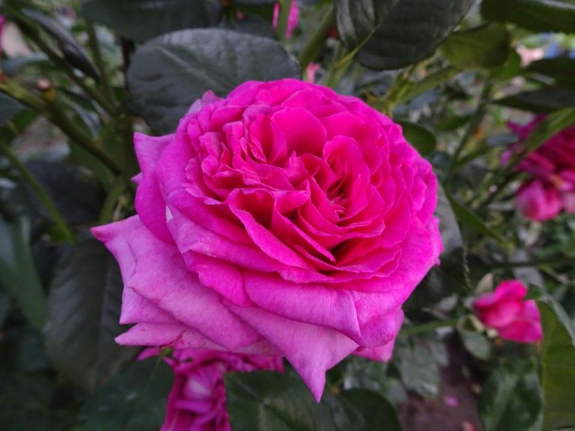  - Chartreuse de Parme