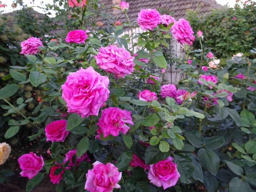  - Chartreuse de Parme