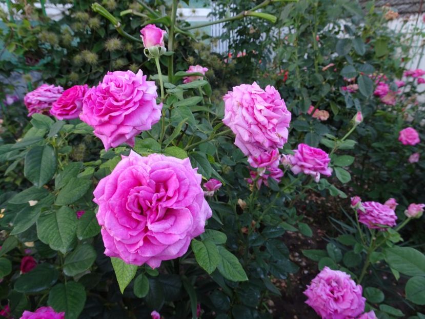  - Chartreuse de Parme