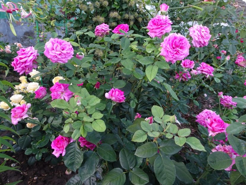  - Chartreuse de Parme