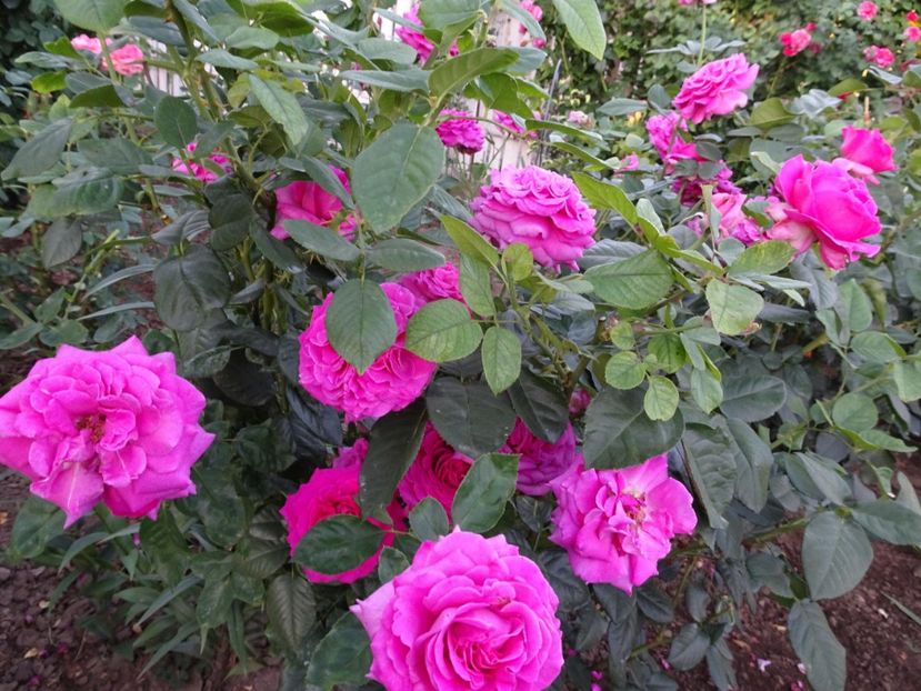  - Chartreuse de Parme