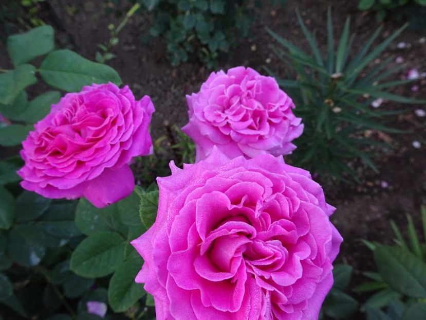  - Chartreuse de Parme