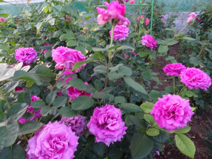  - Chartreuse de Parme