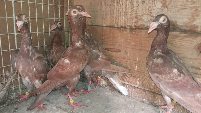  - pui baltati 2017 si alte culori