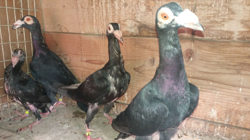  - pui baltati 2017 si alte culori