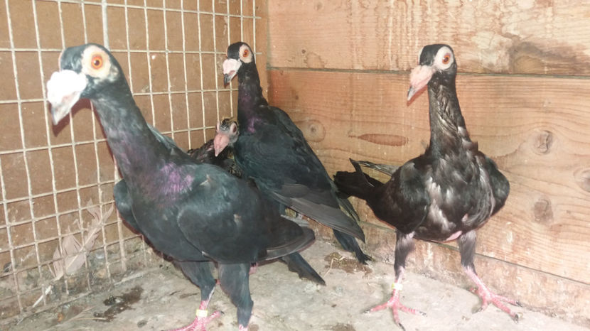  - pui baltati 2017 si alte culori