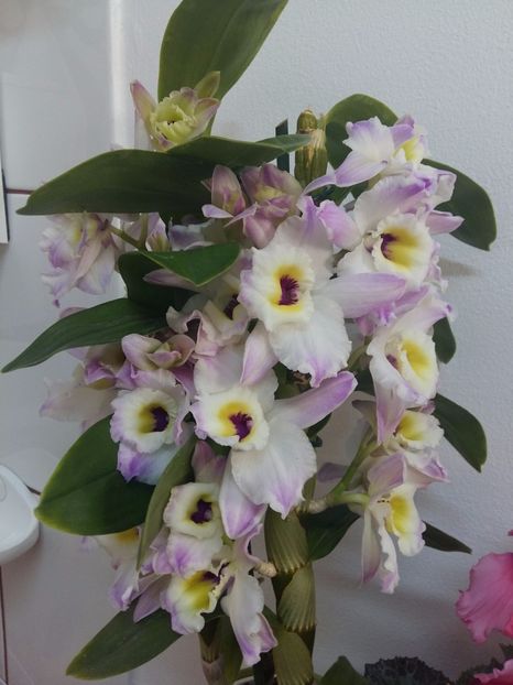  - Dendrobium nobile