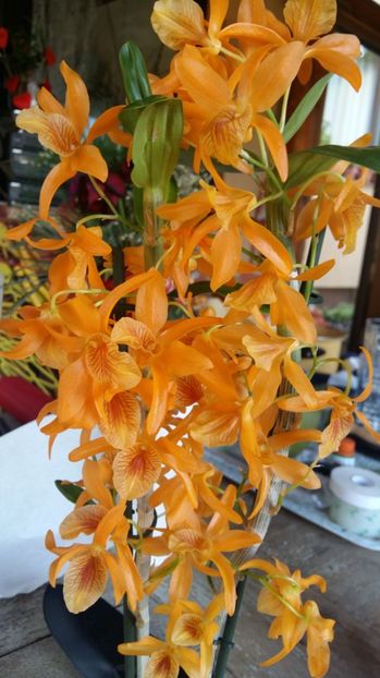  - Dendrobium nobile