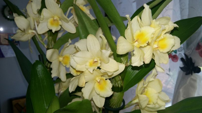  - Dendrobium nobile