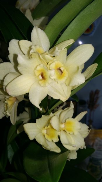  - Dendrobium nobile